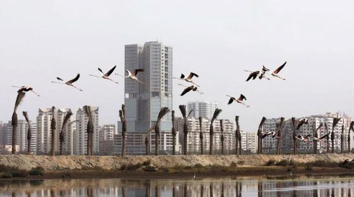 موسمیاتی تبدیلی وں سے پاکستان میں پرندوں کی تعداد میں خطرناک حد تک کمی