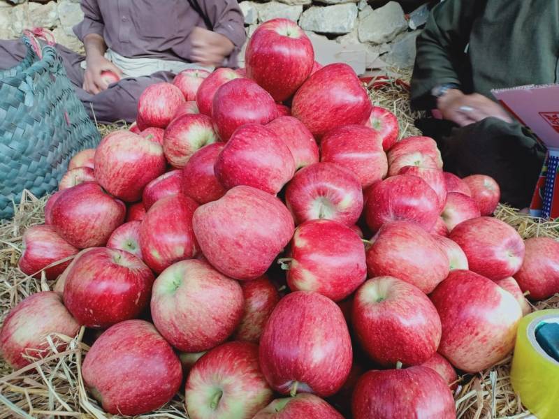 بلوچستان کا سیب پروسیسنگ سیکٹر سرمایہ کاری کا منتظر